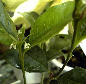 MNZC(Osmanthus fragrans cvs.)