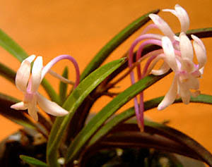 tE(Neofinetia falcata cvs.)