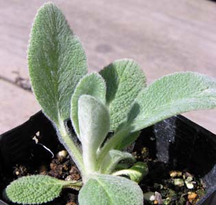 YC[(Stachys byzantina)