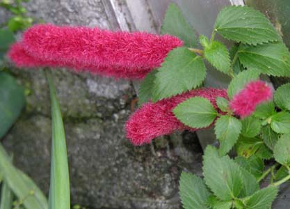 AJt@ELbge[(Acalypha hispaniolae (A. reptans?))