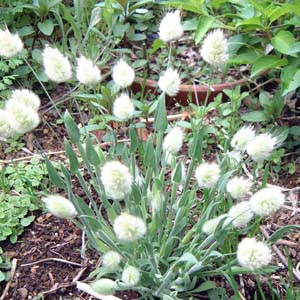 OXEoj[e[(Lagurus ovatus cv. 'Bunny Tail')