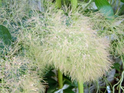 PmLEOfB(Cotinus coggygria cv. 'Young Lady')