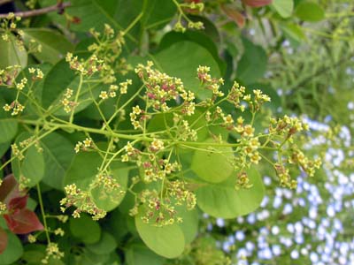 ケムリノキ・ヤングレディ(Cotinus coggygria cv. 'Young Lady')
