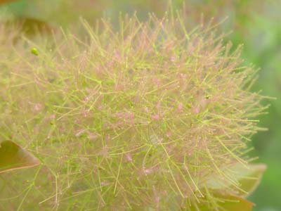 PmLEOfB(Cotinus coggygria cv. 'Young Lady')