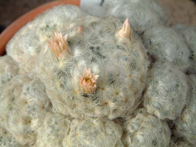 }~AE(Mammillaria plumosa)