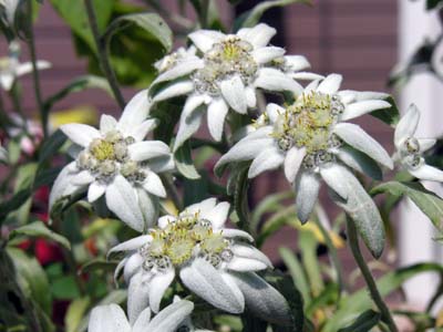 エーデルワイス(Leontopodium alpinum)