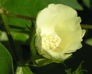 アメリカワタ(Gossypium hirsutum)