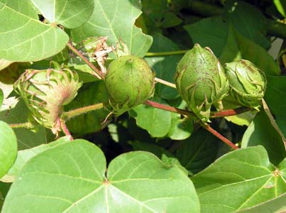 AJ^(Gossypium hirsutum)