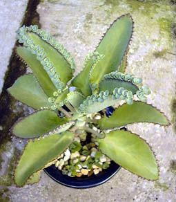 R_JxPC(qٌcBryophyllum daigremontianum)