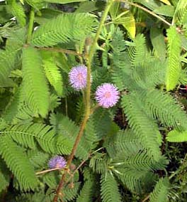 IWM\E(Mimosa pudica)