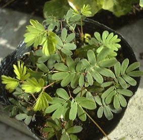 IWM\E(Mimosa pudica)