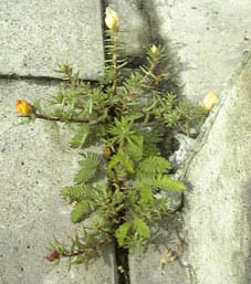 IWM\E(Mimosa pudica)