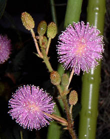 IWM\E(Mimosa pudica)