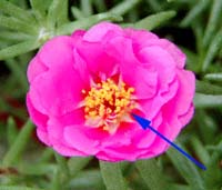 }co{^(Portulaca glandiflora)