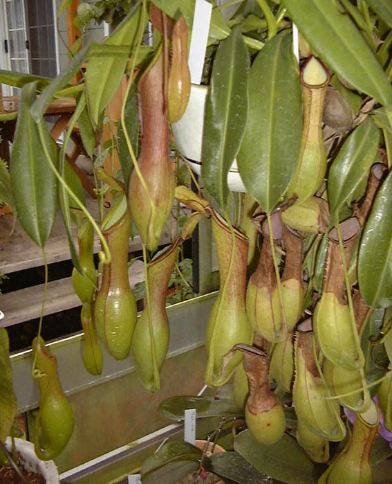 qE^Ec{JY(A^)Nepenthes alata