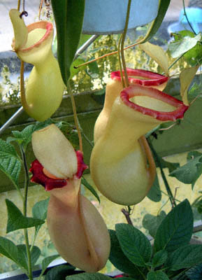 Nepenthes ventricosa var. alba