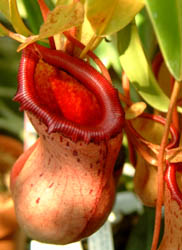 Nepenthes ventricosa