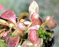 tNLmV^(Cephalotus foliculalis)