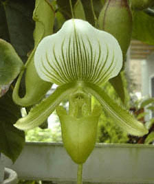 Paph. Alma Gevart 'Madam Mouris'