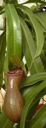 Nepenthes ventricosa