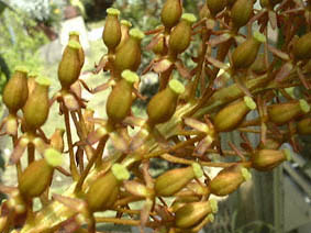 Nepenthes ventricosa