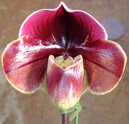 ptBI؃fB(Paphiopedilum Orchira 'Chillton')