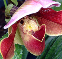 ptBI؃fB(Paphiopedilum Orchira 'Chillton')