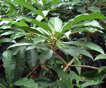 JjXeQ(Lucuma nervosaAAJec)