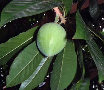 JjXe(Lucuma nervosaAAJec)