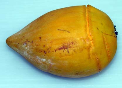 JjXen(Lucuma nervosaAAJec)