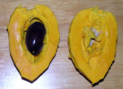 JjXeʎ(Lucuma nervosaAAJec)