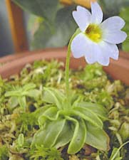 VgX~̈(Pinguicula primuliflora)