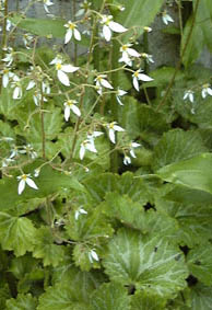 LmV^(Saxifraga stolonifera)