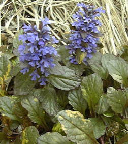 WEjqgG̕i(Ajuga reptans cvs.)