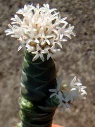 タマツバキ(Crassula teres)
