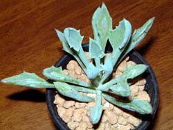 }TCmW(Senecio kleiniiformis)