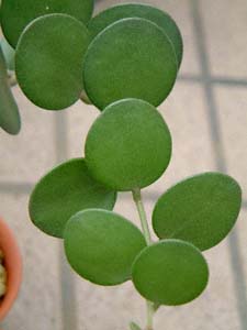 ミドリノタイコ(Xerosicyos danganyii)