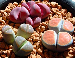 gvX(ォ玞vg(Lithops optica cv.rubra)AO(Lithops karasmontana)AI[u(Lithops olivaceae))