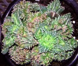 ドトウ(Faucaria tuberculosa)