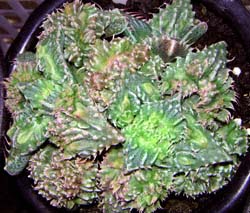 hgE(Faucaria tuberculosa)