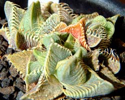 VJCi~(Faucaria tigrina)