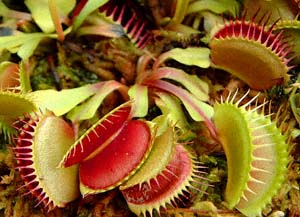 nGWSN(Dionaea muscipula)