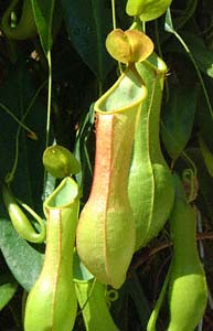 ヒョウタンウツボカズラ(Nepenthes alata)