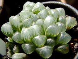 nEI`AEIuc[T(Haworthia obtusa)