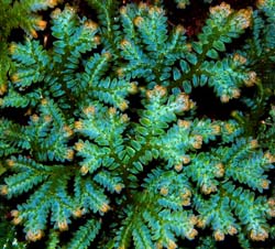 ReN}SP(Selaginella uncinata)