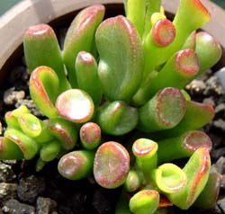 ゴーラム(Crassula portulacea f.monstrosa cv. 'hobbit' or 'Gollum')