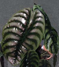 キッコウダコ(Alocasia cuprea)