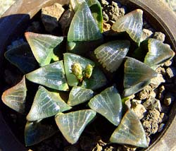 ハウオルチア・コレクタ(Haworthia correcta)