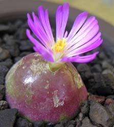 RmtBcEuQ[(Conophytum burgeri)