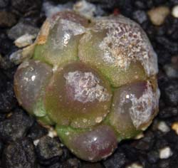 コノフィツム・ブルゲリー(Conophytum burgeri)